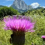 Casera Onorina Val Visdende Apartmán Santo Stefano Di Cadore